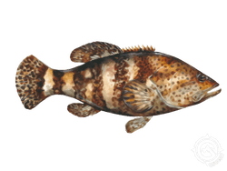 Goliath Grouper